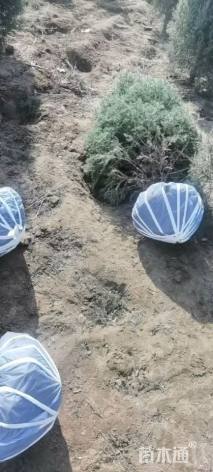 高度180厘米桧柏