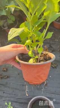 高度60厘米无尽夏绣球