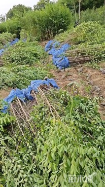 高度120厘米榆树小苗