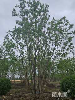 10公分(9杆)丛生乌桕