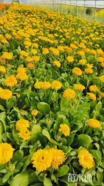 高度20厘米金盏菊