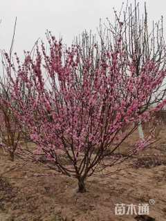 高度180厘米丛生榆叶梅