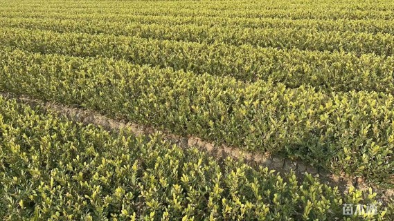 高度40厘米小叶蚊母