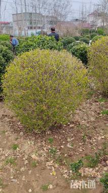 冠幅90厘米金叶女贞球