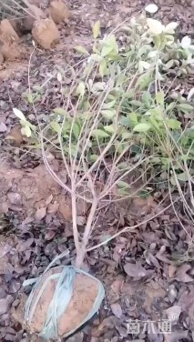 高度110厘米红叶石楠篱笆