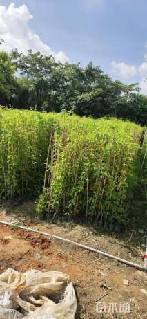 主蔓长80厘米炮仗花