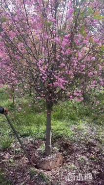 12公分垂丝海棠