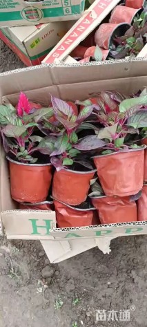 高度15厘米一支笔