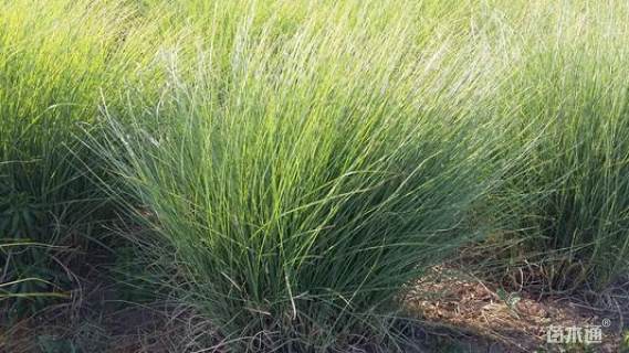 高度15厘米细叶芒