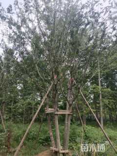 10公分(5杆)丛生朴树