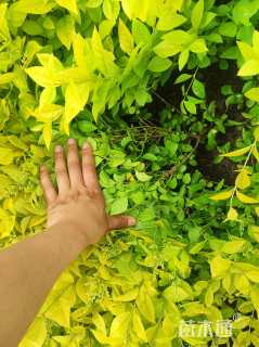 高度45厘米金叶女贞