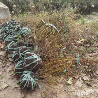 高度80厘米杞柳