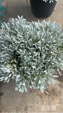 高度20厘米芙蓉菊