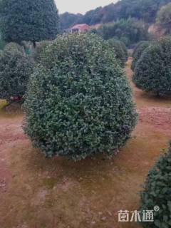 冠幅60厘米茶梅球