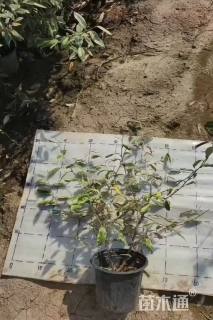 高度50厘米胡颓子