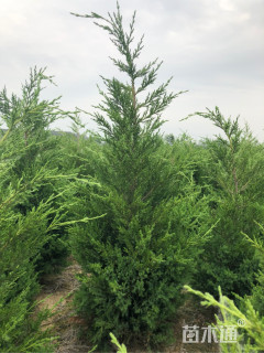 高度120厘米蜀桧