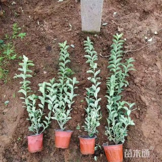 高度48厘米金边黄杨小苗