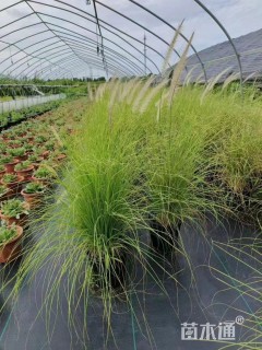 高度80厘米羽绒狼尾草