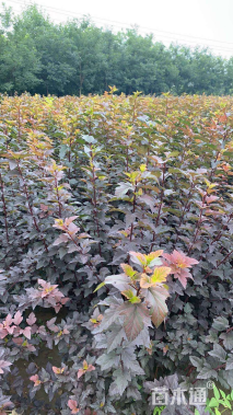 高度80厘米金叶风箱果