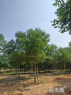 20公分秋紫白蜡