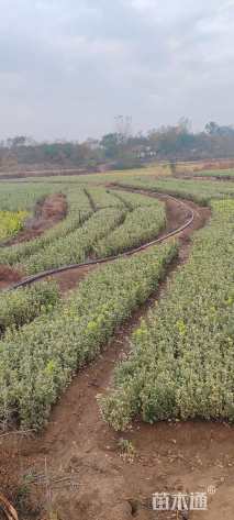 高度30厘米金边黄杨