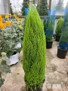 高度35厘米甘松