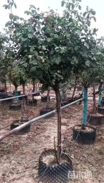 高度180厘米月季