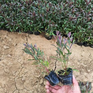 高度16厘米千鸟花