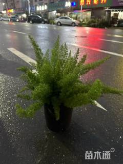 高度40厘米狐尾天门冬