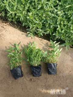 高度20厘米千屈菜