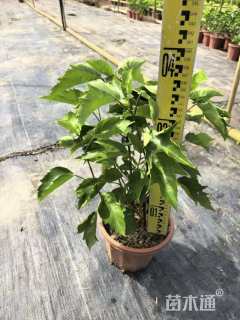 高度20厘米白蝴蝶