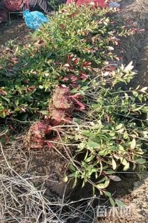 高度60厘米红叶石楠小苗