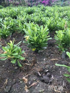 高度40厘米毛蕊花