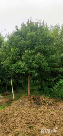 18公分樟叶槭