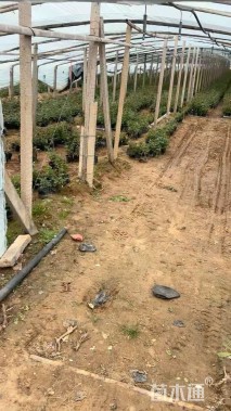 高度40厘米大花月季