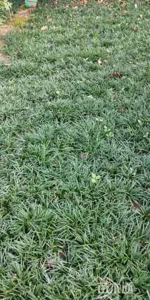 高度20厘米红花酢浆草