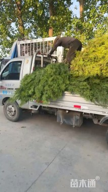 高度20厘米侧柏