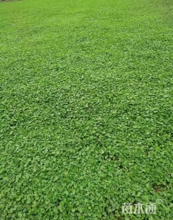 高度60厘米马蹄金