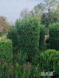 高度130厘米大叶黄杨柱