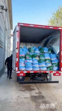 高度20厘米肾叶堇