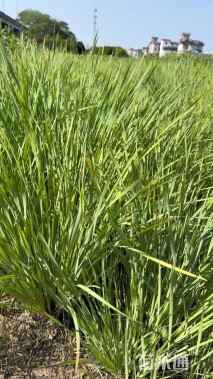 高度60厘米马莲