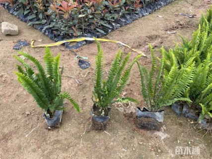 高度25厘米肾蕨