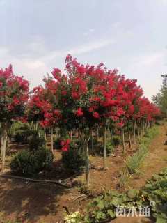 9公分红火箭紫薇