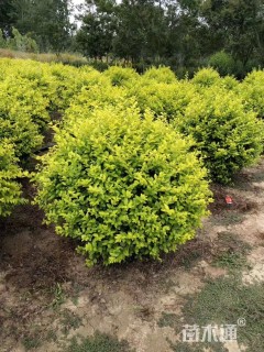 冠幅100厘米金叶女贞球