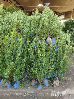 高度30厘米金边黄杨