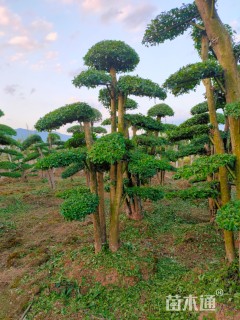 高度300厘米小叶女贞