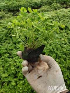 绿叶榨浆草（醡浆草）