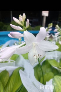 高度25厘米玉簪