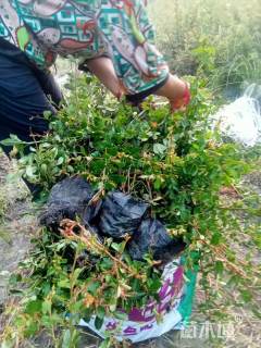 高度40厘米火棘