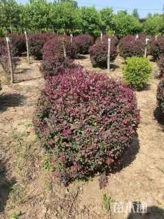 冠幅100厘米紫叶小檗球